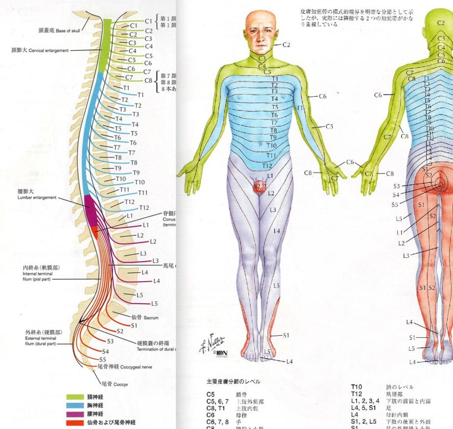 デルマトーム皮膚節の説明