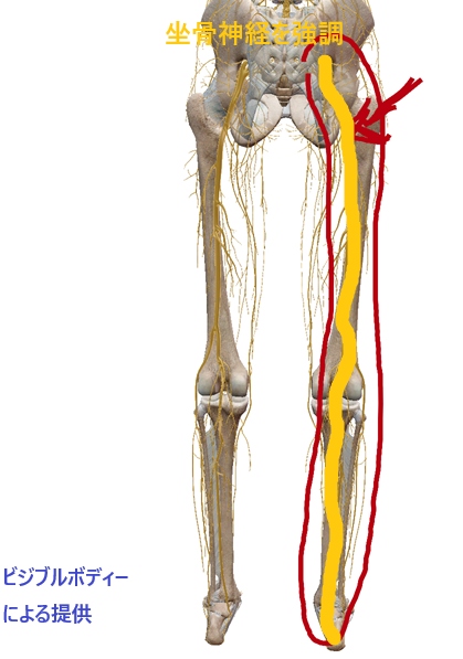 坐骨神経の解剖の図。黄色い線で強調してあります。