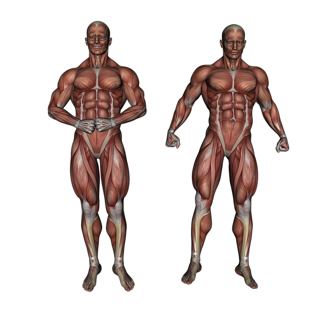 筋肉の解剖図
