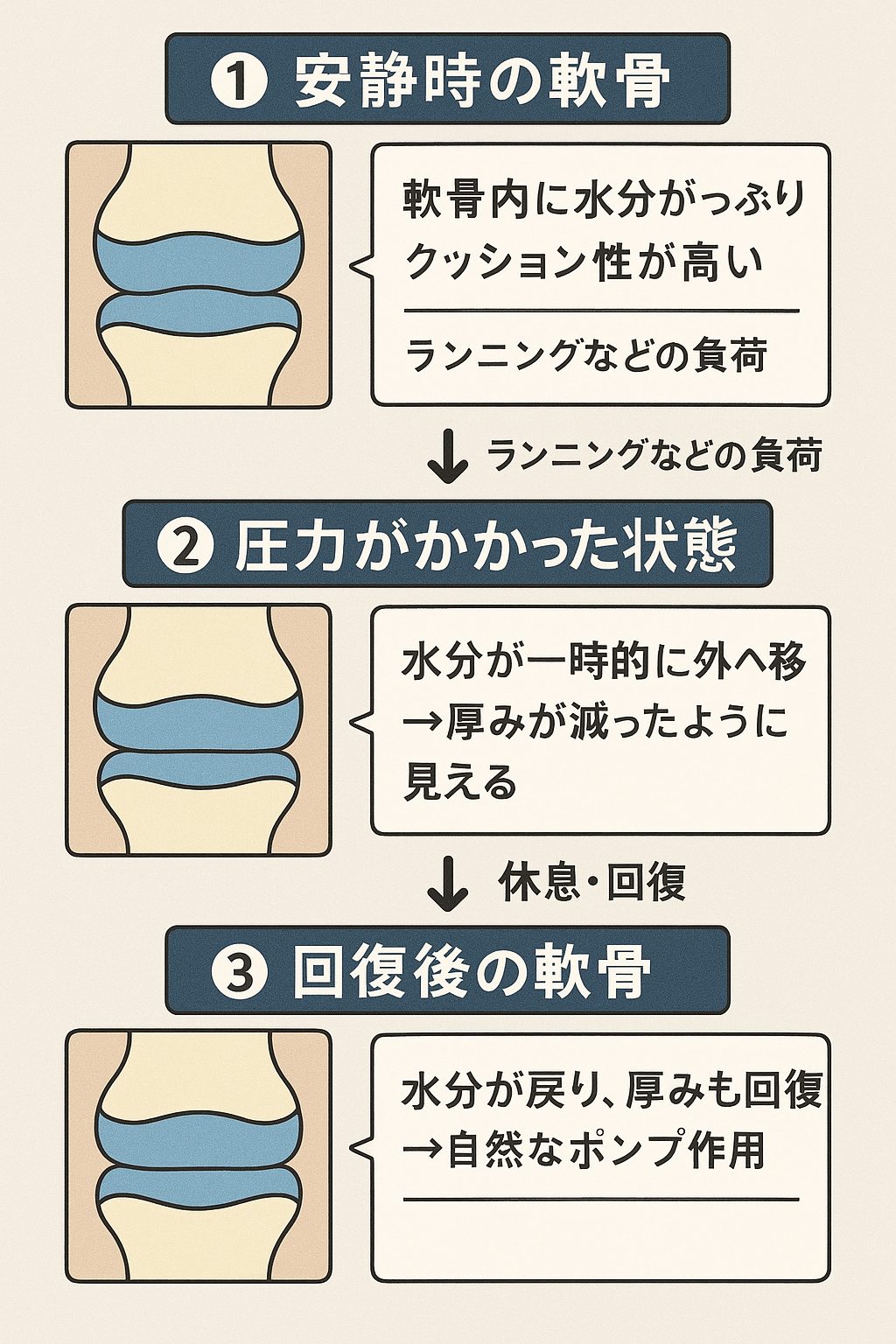 3段階で軟骨の状態を示す日本語の説明図。安静時は水分が豊富で厚みがある軟骨、負荷時は水分が外に移動して薄く見える軟骨、回復後は水分が戻り厚みも回復した軟骨をそれぞれイラストで表現。