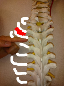 肋横突関節（指のところ）と肋間筋
