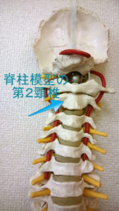脊柱模型の第２頸椎
