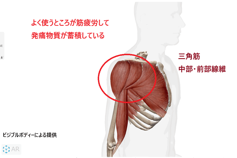 美容師のシャンプーで痛みを出している筋肉