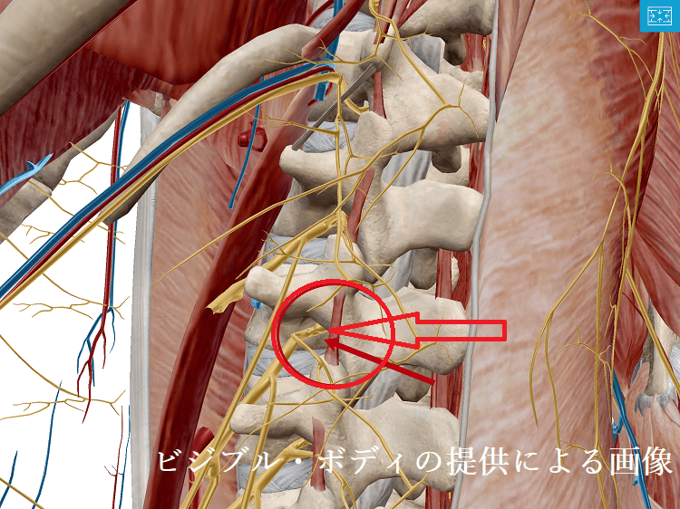 神経根の解剖図