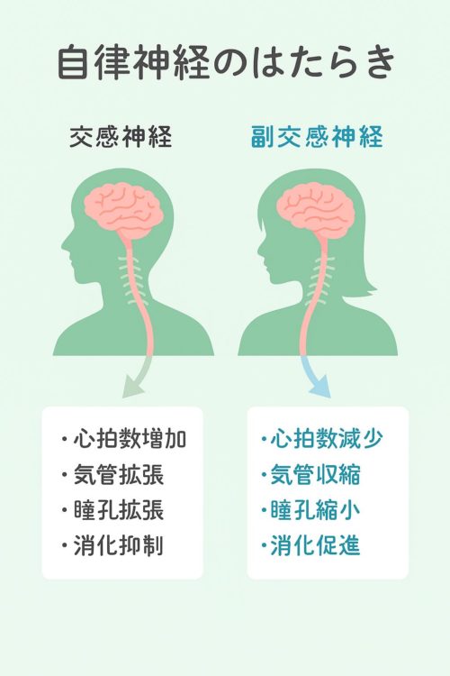 交感神経と副交感神経の働きを示す図。交感神経は心拍数増加・気管拡張・瞳孔拡張・消化抑制、副交感神経は心拍数減少・気管収縮・瞳孔縮小・消化促進を担う。