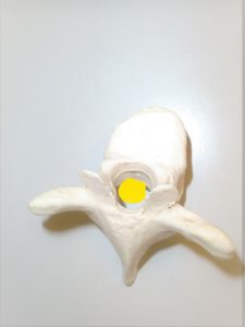 背骨の中心を通る脊髄の位置を模型で説明