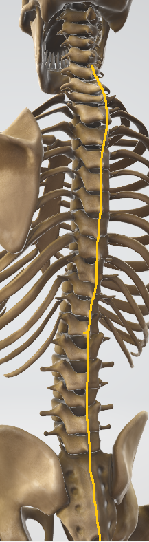 背骨のアライメントを模型にラインを書いて説明