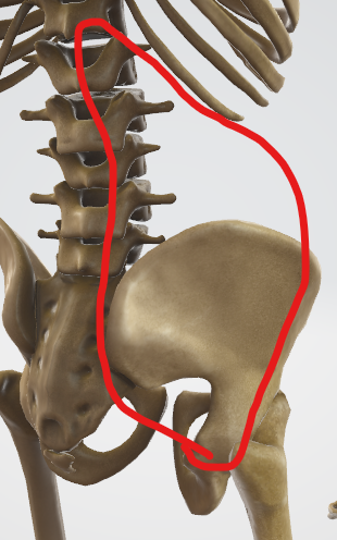 骨格模型の後ろ側で痛みの領域を説明
