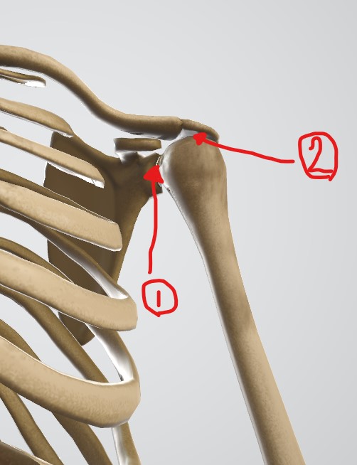 肩甲上腕関節と肩峰下の位置