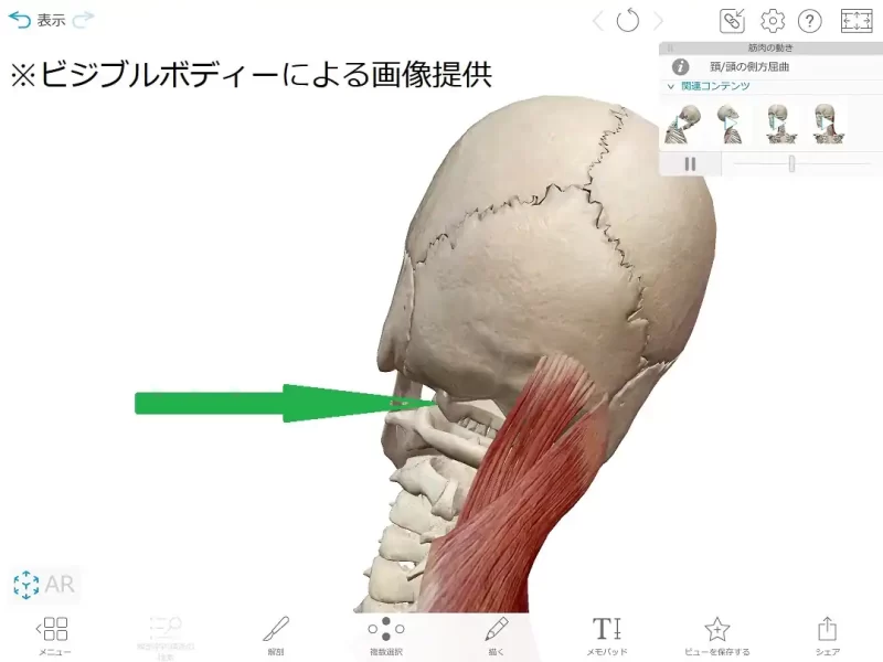環椎後頭関節の位置