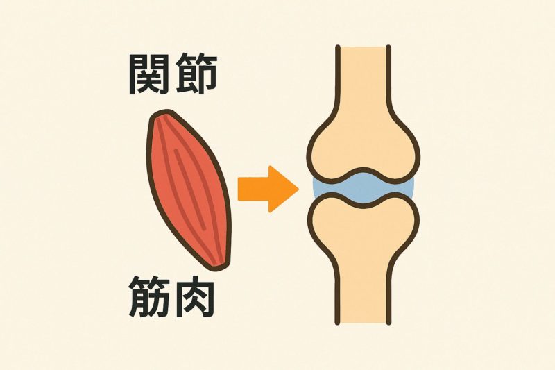 関節と筋肉の関係を示す図解。筋肉から関節への影響を矢印で表現。